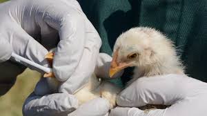 .chinas anunciaron este martes la detección del primer caso mundial de gripe aviar h10n3 en no se han reportado casos humanos de h10n3 en el mundo, y el virus h10n3 entre las aves de corral. Ynxuz4mdy07lwm