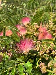 Image result for Albizia petersiana