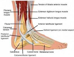 You do not need worry because we got these simple procedures listed for you! Ankle Pain 2020 Top Foot Doctor Podiatrist Midtown Nyc