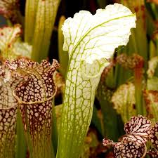 Image result for Nesaea sarcophylla