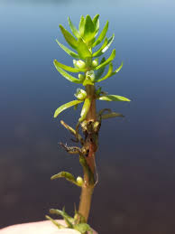 Image result for Elatine