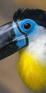 Pin On Birds Wallpapers