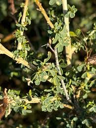 Image result for Adenocarpus