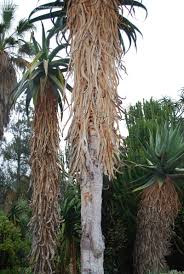 Image result for Aloe excelsa