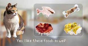 How To Make Cat Food At Home 2020 Updated 2 Cat Food Homemade Cat Food Healthy Cat Food