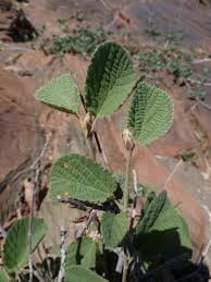 Image result for Grewia herbacea