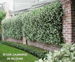 Actually, star jasmine is not really jasmine at all, but belongs to the trachelospermum genus. Plantfiles Pictures Trachelospermum Species Chinese Star Jasmine Confederate Jasmine Star Jasmine Trachelospermum Jasminoides By Ismdavid