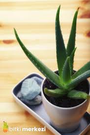 Aloe verayı dikmek ise biraz daha ustalık isteyebilir. Aloe Vera Nasil Buyutulur Cogaltilmasi Ve Sulanmasi Bitki Merkezi