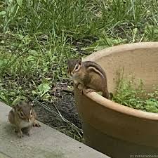 What are the stages of development for chipmunks? How To Draw A Chipmunk Instructadoodle