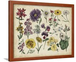 Antique Botanical Chart Iv Framed Print Wall Art