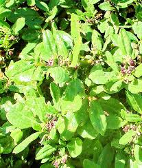 Image result for Zaleya