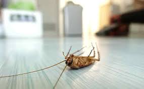For a powerful palmetto bug spray, blend the black pepper with a bit of tobacco (3.5 grams) as well as liquid dishwashing detergent (approximately one teaspoon). How To Easily Get Rid Of Roaches Without Using Foggers Native Pest Mgmt