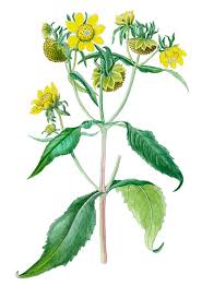 Image result for foto Dvouzubec