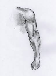 ✓ free for commercial use ✓ high quality images. Study Of The Arm Muscle Anatomy My Drawing Table