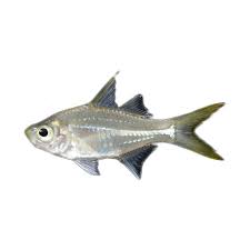 Ikan manfish (mulai dari rp2.500) dok. Jual Produk Ikan Hias Air Tawar Ambasis Sikumis