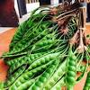 1/2 kg jengkol tua 2. Https Encrypted Tbn0 Gstatic Com Images Q Tbn And9gcrtumtbqoeiojwwlfmmhjxaduohz86zll0ygy Gmuz67 Arnr9t Usqp Cau