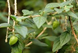 Image result for Tinnea