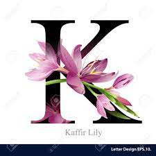 These include chocolate candy bars such as kit kats and krackel bars. Letter K Vector Alphabet With Kaffir Lily Flower Abc Concept Type Typography Design Royalty Free Cliparts Vectors And Stock Illustration Image 45005918