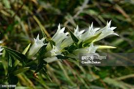 Image result for Gentiana asclepiadea alba