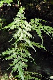 Image result for Lygodium