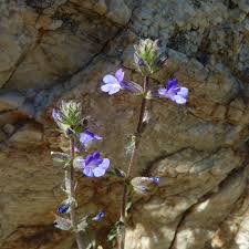 Image result for Stemodia serrata