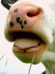 Cows Mouth Chewing The Cud Constable Country Dedham To Flatford Mill Essex England Sunday June 11th 2007 Cow Cute Cows Baby Shoes Diy Free