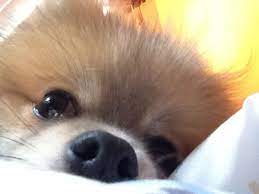 Indigo The Pomeranian Too Close To The Phone Pomeranian Puppy World Cutest Dog Pomeranian