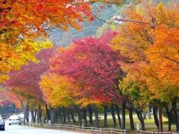 Download this korean golden leaves new year traditional background, korea, golden, leaf background image with 3543x4961 for free. An Ultimate Guide To Autumn In Korea Fall Foliage Forecast 2021