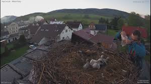 Nachází se necelých 50 km jihovýchodně od prahy, mezi benešovem a olbramovicemi. Nahradni Krmeni 23 5 2021 Mlade Buky Capi Hnizdo Youtube