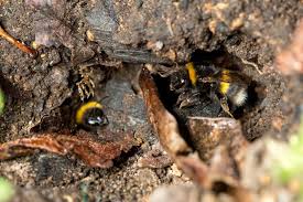 Hummelnistkasten Kauf Oder Selberbauen Eines Hummelhotels Hummel Insektenhotel Und Nisthilfen