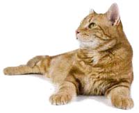 The cremains are not returned to you and are scattered at the animal. Services Forget Me Not Pet Crematory