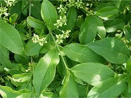 Image result for Celastraceae