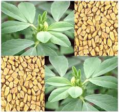 Image result for Trigonella foenum-graecum