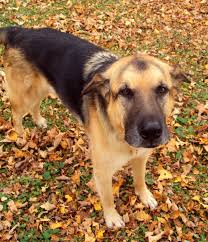 In general, yes, vets will euthanize dogs that pose a many conditions can be well managed with interventions and medicine, so it is important your dog. How To Euthanize A Dog With Over The Counter Drugs Arxiusarquitectura