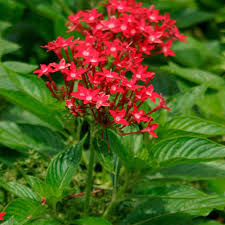 A perennial regrows and reblooms year after year. Egyptian Star Cluster Finegardening