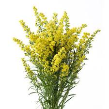 Image result for Solidago