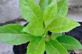 Maybe you would like to learn more about one of these? Dijuluki Sambung Nyawa Ternyata Ini Sederet Manfaat Daun Dewa Semua Halaman Intisari