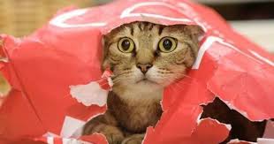 這是人家的新玩具 貓咪遇上塑膠袋的逗趣反應 cute pictures animals cute