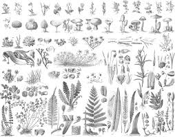 Image result for Trichilia quadrivalvis