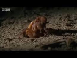 A Lot Of People Confuse Locusts With Cicadas But They Actually Differ In Many Ways Here Are A Few Of The Main Differenc In 2020 Cicada David Attenborough Life Cycles