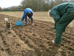 02 47 45 43 03 email : La Culture De L Osier Les Brins De Saule Deviennent Osier