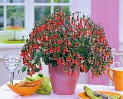 39 Really Beautiful Kalanchoe Varieties In 2020 Long Lasting Flower Kalanchoe Blossfeldiana Indoor Plants