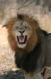 Image result for Aristida rhiniochloa