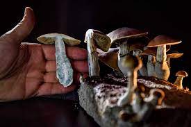 How Much Do Shrooms Cost In 2021 The Fun Guys
