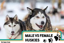 Check spelling or type a new query. Male Vs Female Huskies The Key Differences My Happy Husky