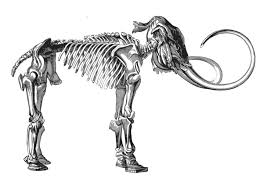 Dinosaurier skelett malvorlage | coloring and malvorlagan mit dinosaurier malvorlage. Malvorlage Skelett Mammut Kostenlose Ausmalbilder Zum Ausdrucken Bild 30728
