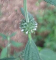 Image result for Leucas martinicensis