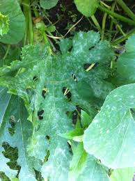 Can u eat zucchini leaves. Squash White Spots On Squash And Zucchini Leaves