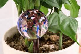 This fragrant water has many culinary uses. How Long Do Watering Globes Last Smart Garden Guide