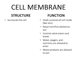 Check spelling or type a new query. Animal Cell Ppt Download